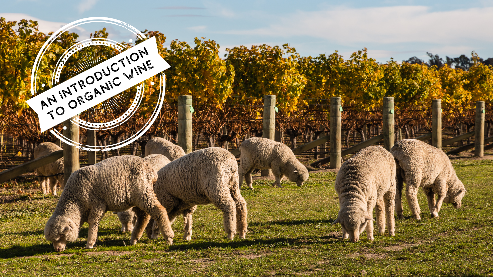 An image of sheep in front of a vineyard, with the text 'An Introduction to Organic Wine' on top