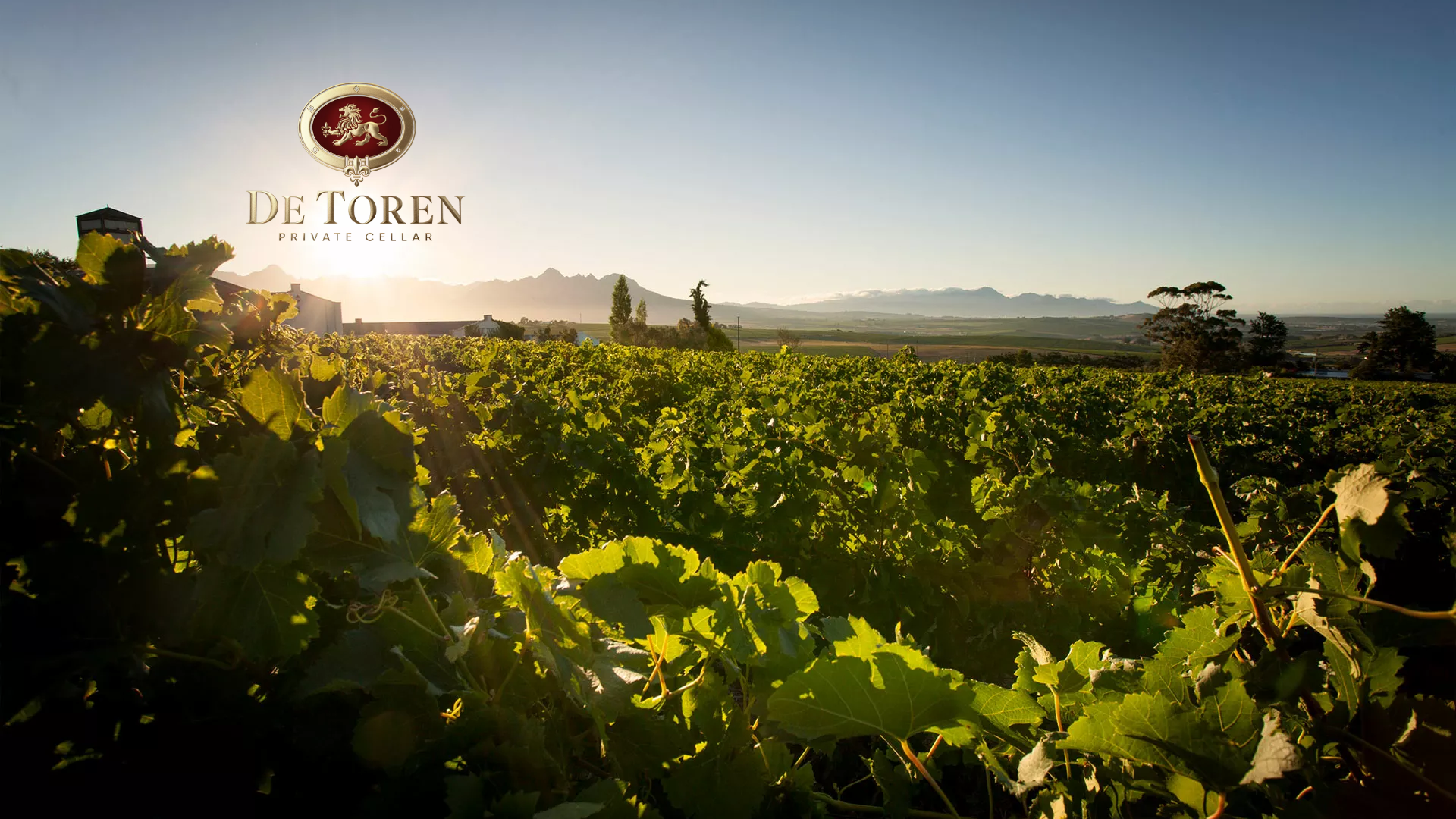 The sun setting over a vineyard with the De Toren Wine Estate logo on top